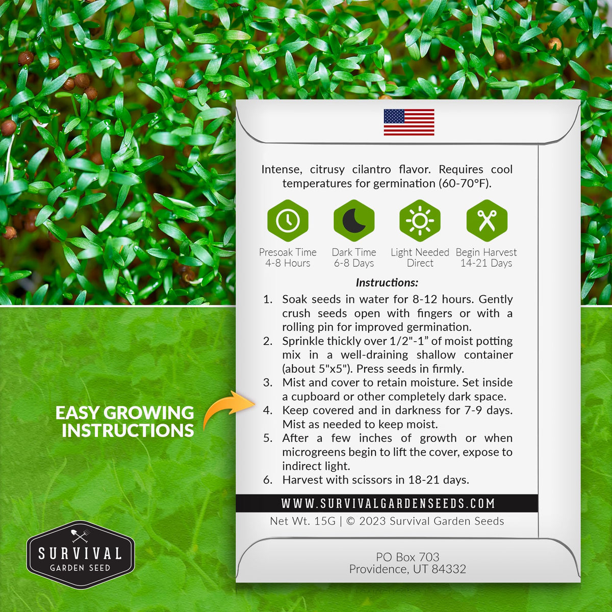 Survival Garden Seeds cilantro microgreens close-up showing vibrant green color and citrus aroma.