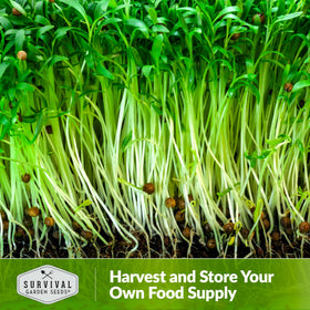 Survival Garden Seeds cilantro microgreen sprouts ready in 7 to 10 days.