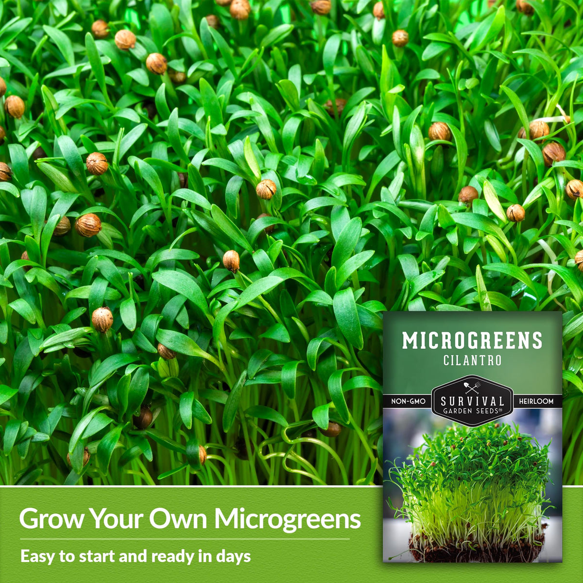 Survival Garden Seeds cilantro microgreens growing in a hydroponic setup for easy indoor cultivation.