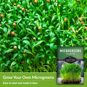 Survival Garden Seeds cilantro microgreens growing in a hydroponic setup for easy indoor cultivation.