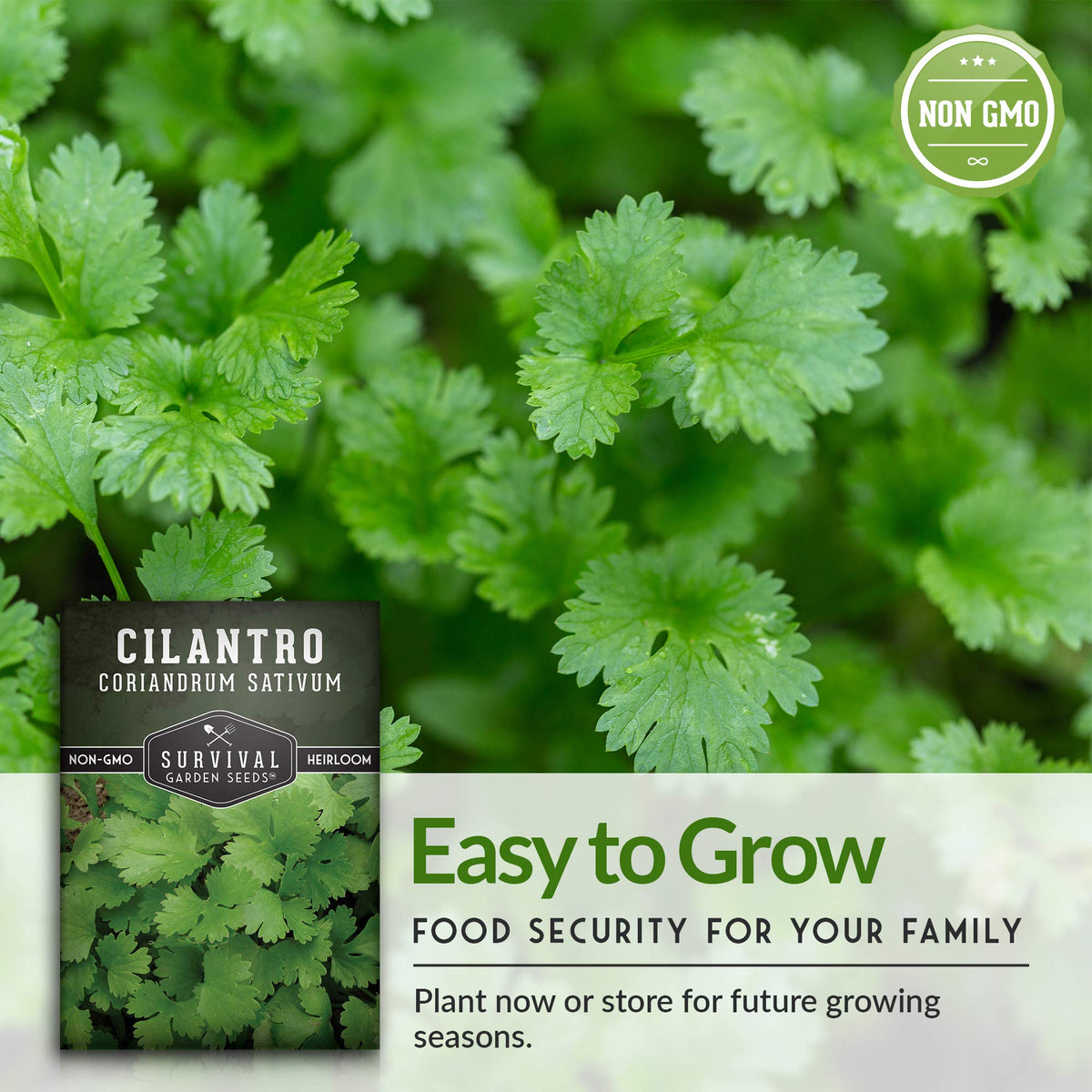 Fresh cilantro leaves ready for salsa and tacos from SURVIVAL GARDEN SEEDS.