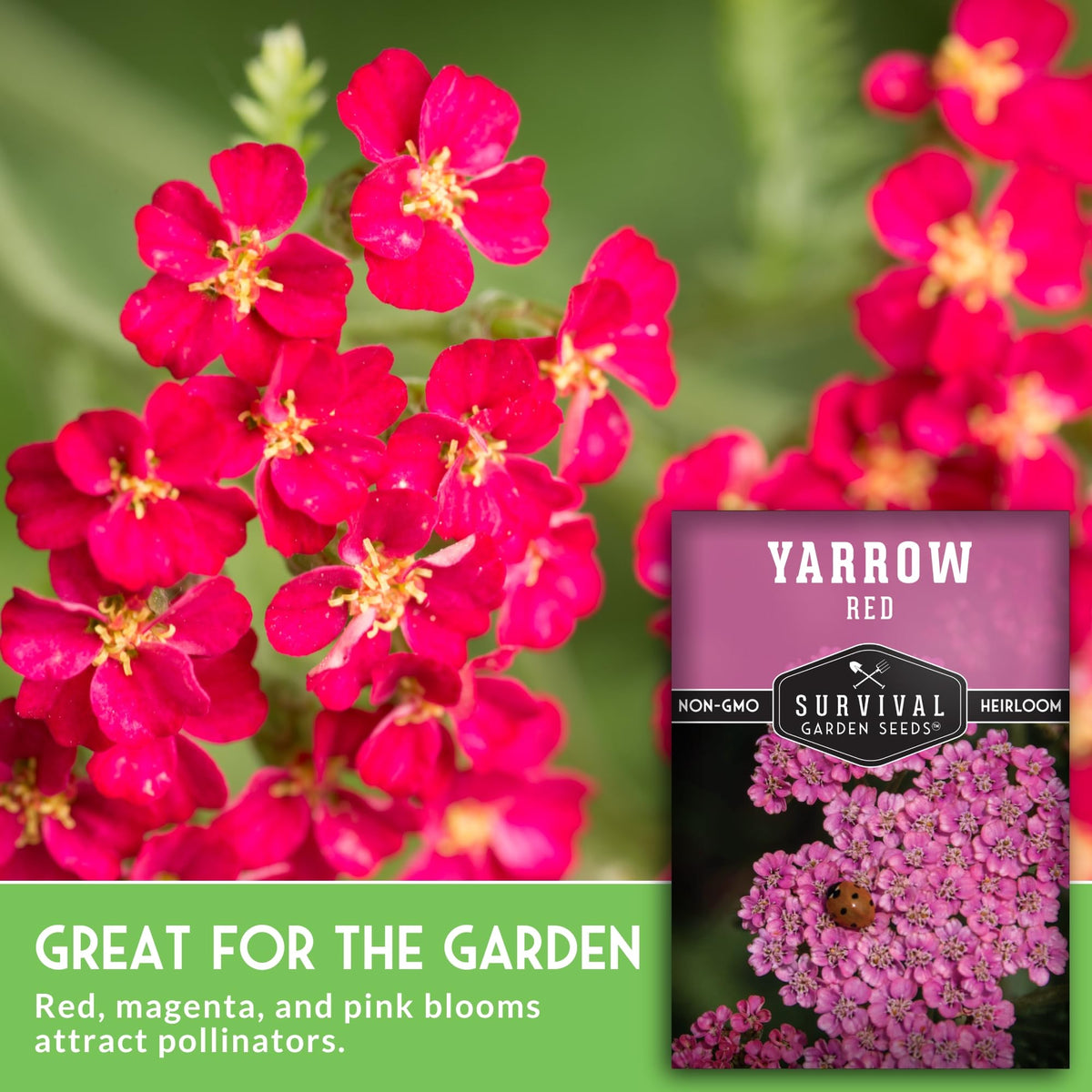 SURVIVAL GARDEN SEEDS close-up red-pink-yarrow flower shows delicate petals.