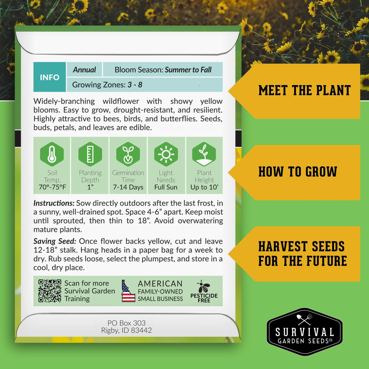 Survival Garden Seeds common sunflower bloom detail with yellow petals