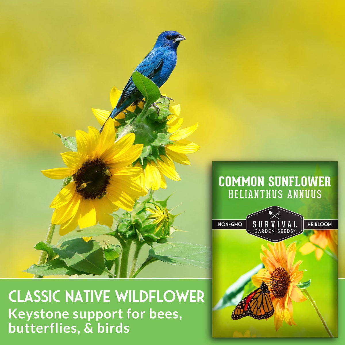 Survival Garden Seeds planting packet for common sunflower sowing