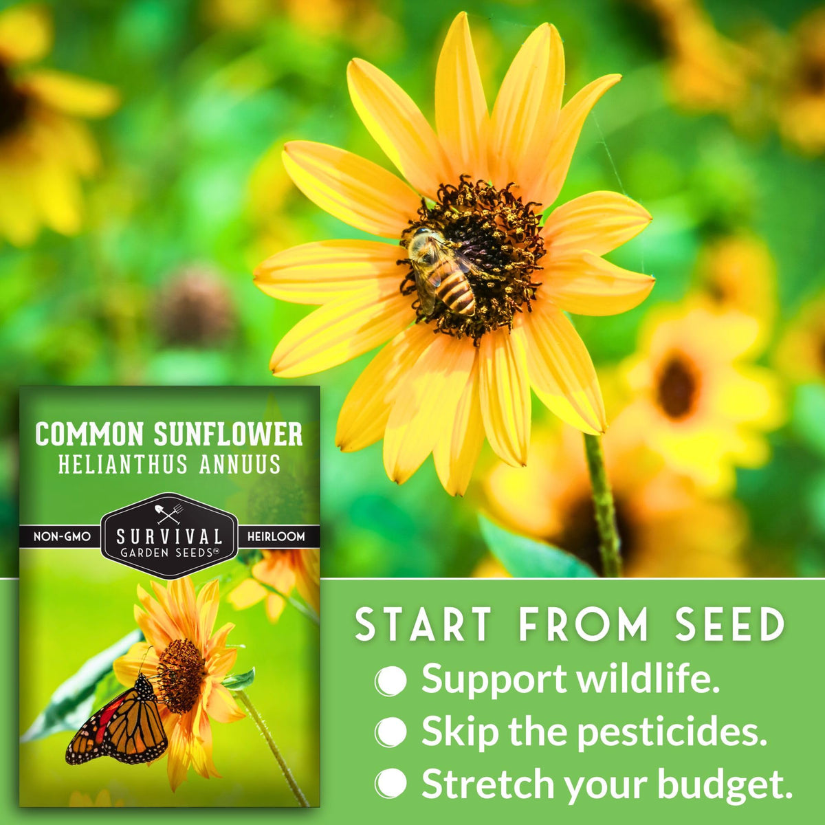 Survival Garden Seeds common sunflower seed heads ready for harvest