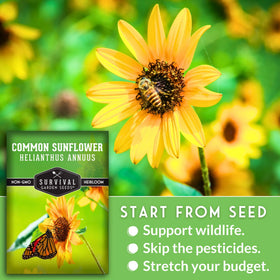 Survival Garden Seeds common sunflower seed heads ready for harvest