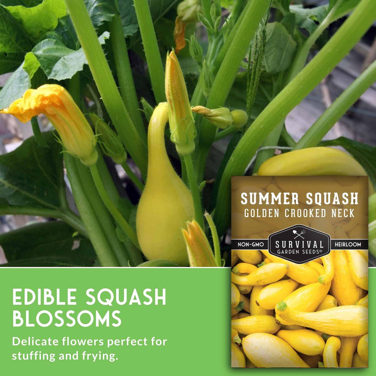 SURVIVAL GARDEN SEEDS compact squash plant in bed, perfect for small spaces
