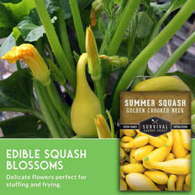 SURVIVAL GARDEN SEEDS compact squash plant in bed, perfect for small spaces