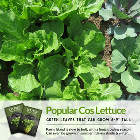 Survival Garden Seeds container-friendly romaine image showing compact planting for balcony gardens.