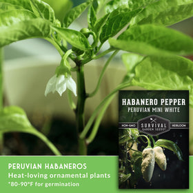 SURVIVAL GARDEN SEEDS creamy white habanero pods with fruity heat
