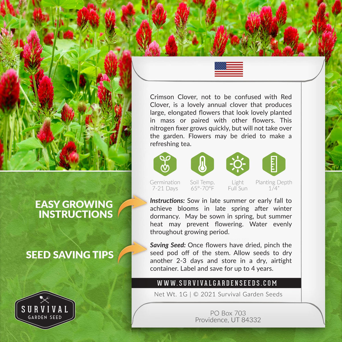 SURVIVAL GARDEN SEEDS Crimson Clover bloom showing vibrant red flowers attracting pollinators.