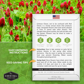 SURVIVAL GARDEN SEEDS Crimson Clover bloom showing vibrant red flowers attracting pollinators.