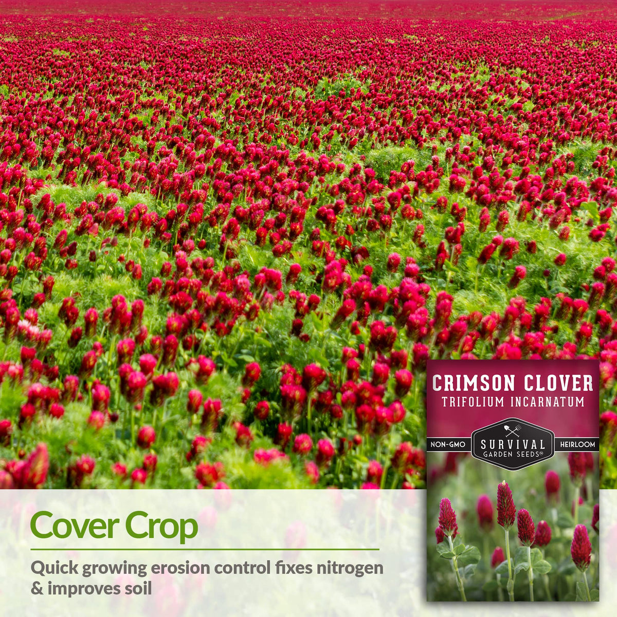 SURVIVAL GARDEN SEEDS Crimson Clover cover crop in field demonstrates soil protection.