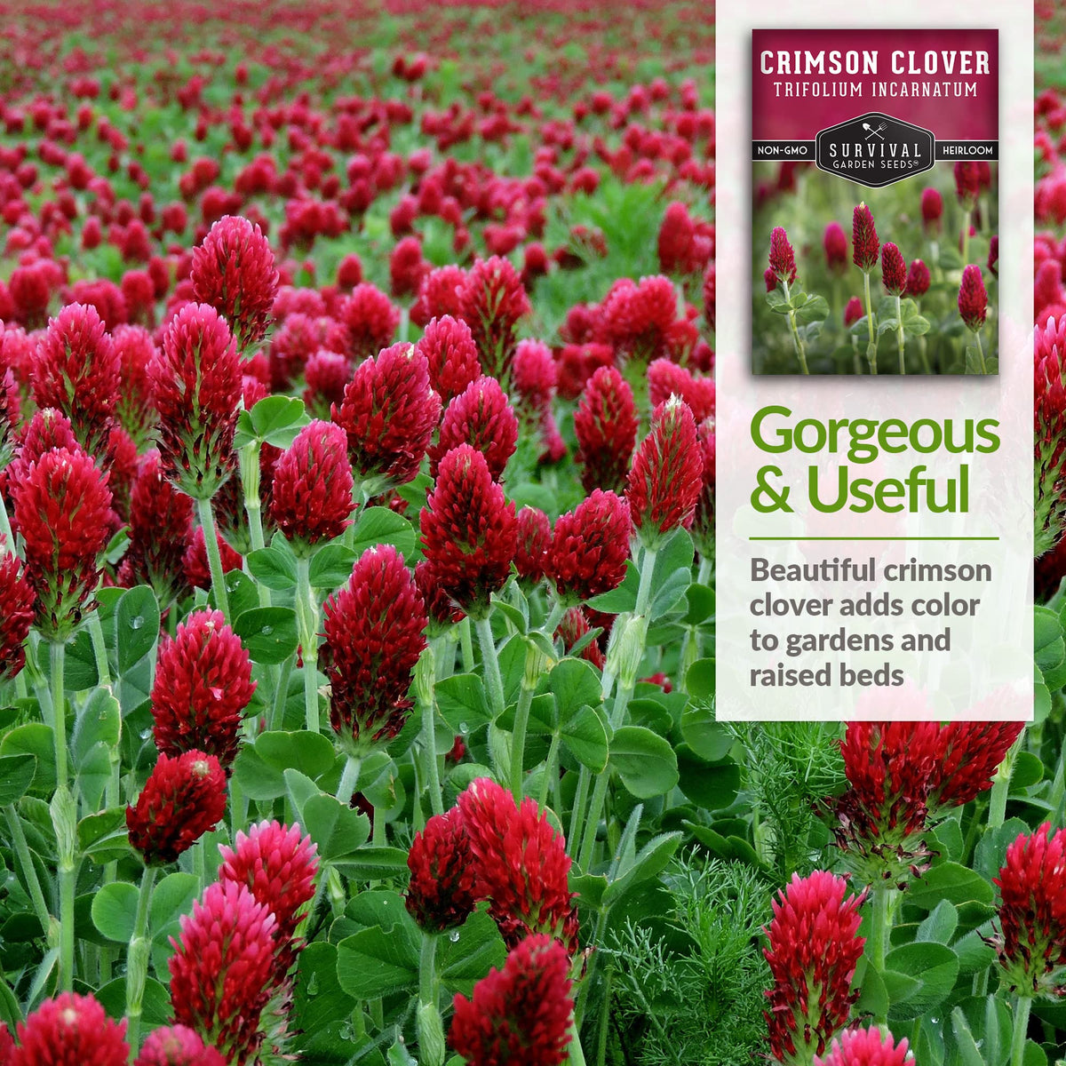 SURVIVAL GARDEN SEEDS Crimson Clover germination close-up shows quick establishment.