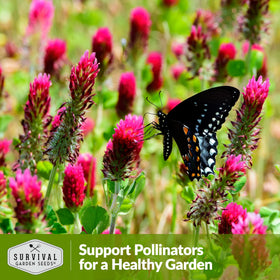 SURVIVAL GARDEN SEEDS Crimson Clover leaves expanding in young growth.