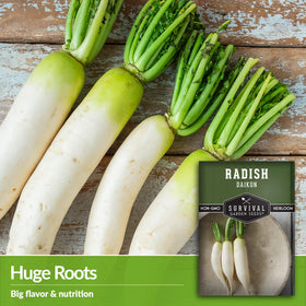 SURVIVAL GARDEN SEEDS Mature daikon roots tucked in cool soil for crisp harvest.