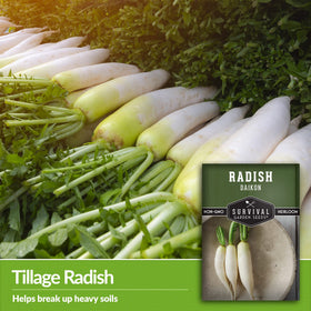 SURVIVAL GARDEN SEEDS Daikon rows thriving in a prepared garden bed under full sun.