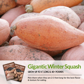 SURVIVAL GARDEN SEEDS deep orange flesh and dense texture ideal for storage.
