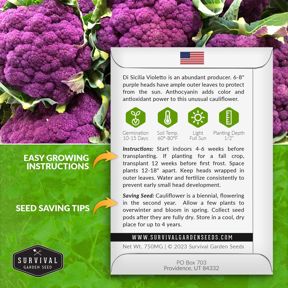 SURVIVAL GARDEN SEEDS Violetto di Sicilia head closeup shows deep purple color for colorful, nutritious dishes.