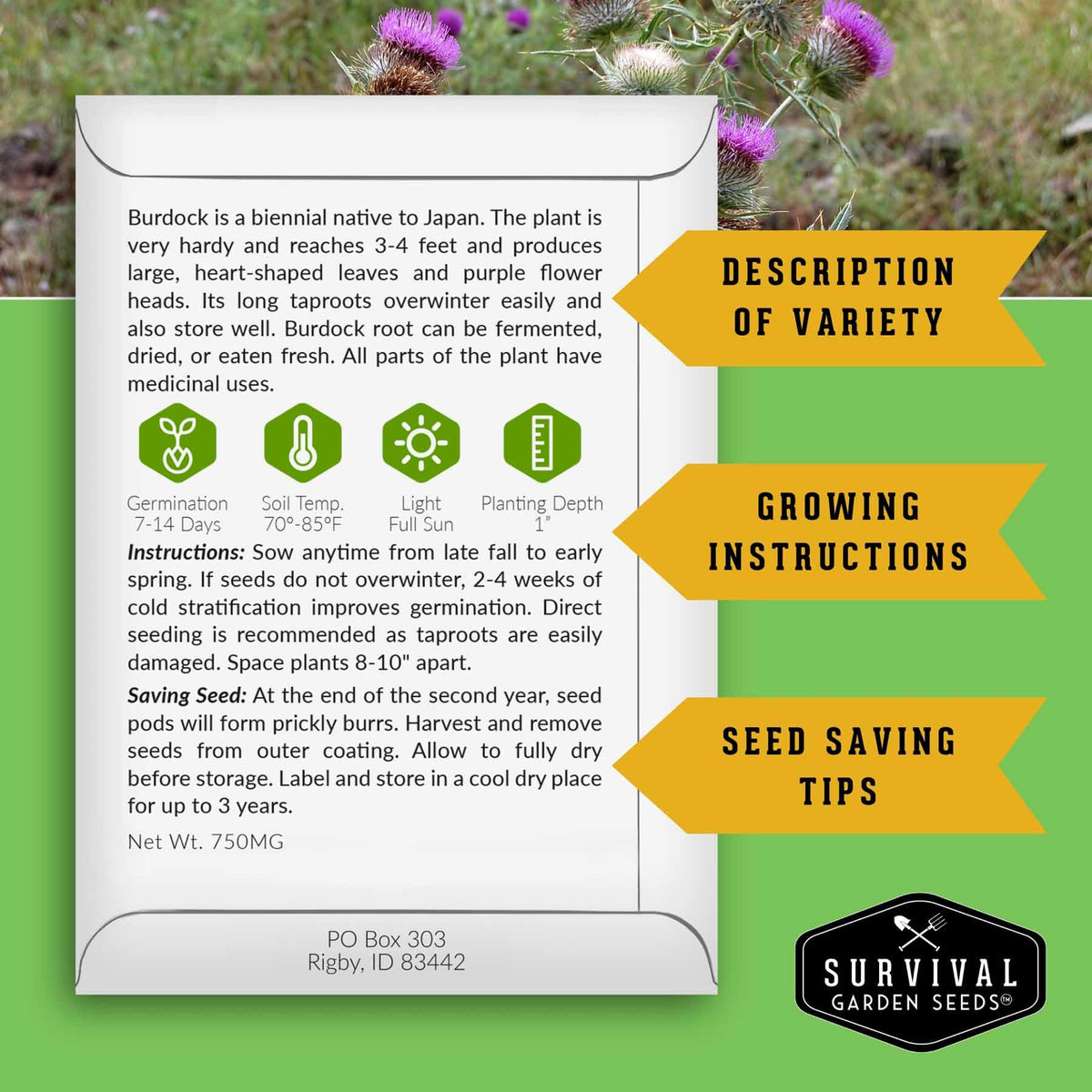 SURVIVAL GARDEN SEEDS direct sow burdock in soil for a hardy root harvest.
