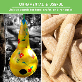 SURVIVAL GARDEN SEEDS dried dipper gourds ideal for crafts