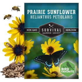 Survival Garden Seeds drought-tolerant sunflowers thrive in poor soil and full sun.