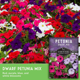 Container display of Dwarf Petunia from Survival Garden Seeds cascading over the edge.