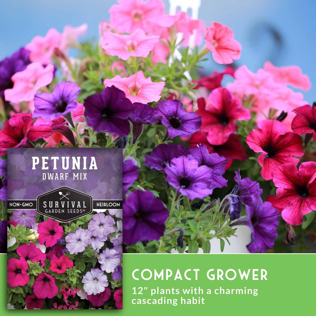 Hanging basket featuring Survival Garden Seeds Dwarf Petunia color spill in a sunny balcony.