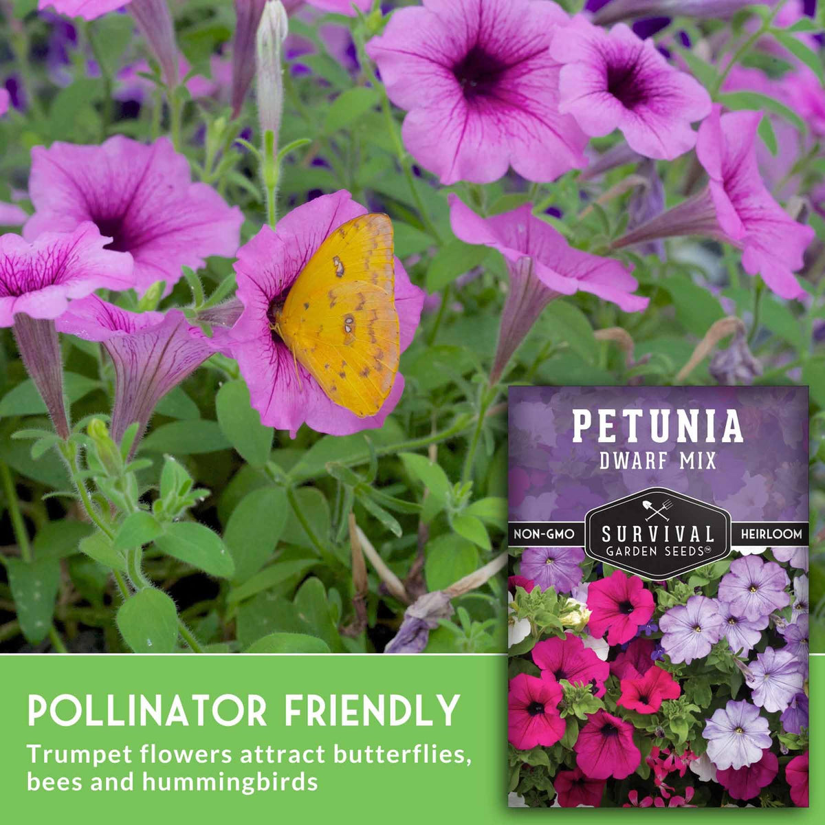 Pollinator visit to Dwarf Petunia blooms by Survival Garden Seeds in a home garden.