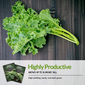 SURVIVAL GARDEN SEEDS Dwarf Siberian Kale cold hardy flavor for fall.
