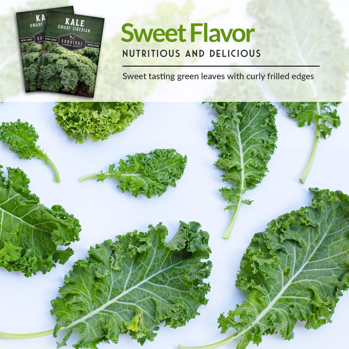 SURVIVAL GARDEN SEEDS Dwarf Siberian Kale container garden friendly greens.