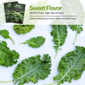 SURVIVAL GARDEN SEEDS Dwarf Siberian Kale container garden friendly greens.