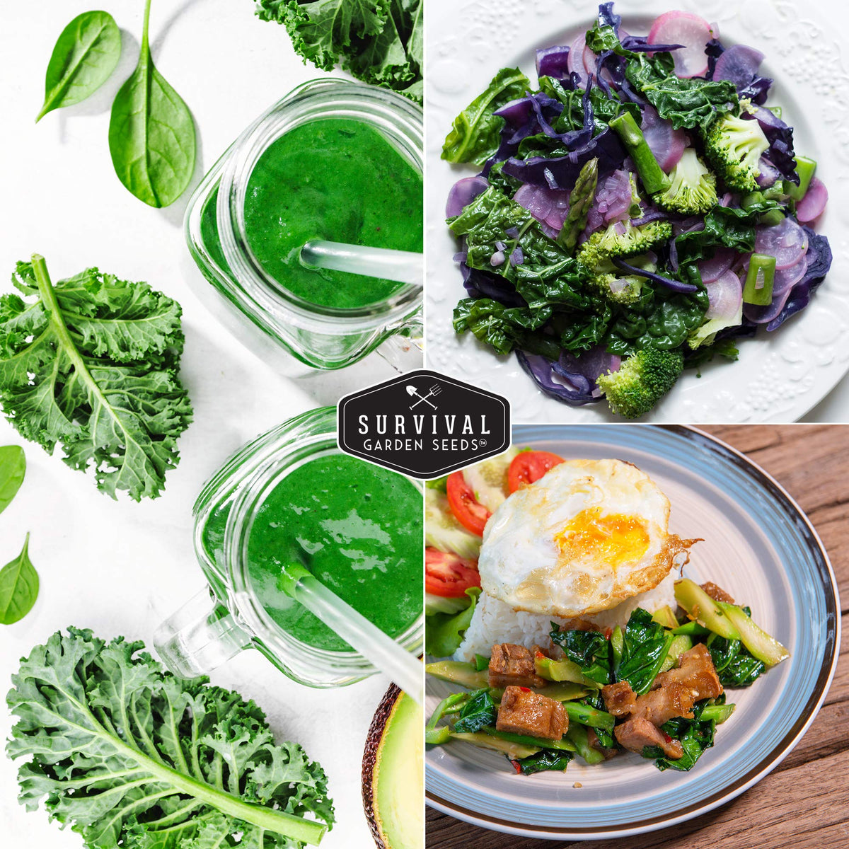 SURVIVAL GARDEN SEEDS Dwarf Siberian Kale harvest-ready leaves in minutes.