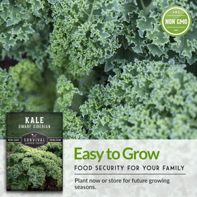 SURVIVAL GARDEN SEEDS Dwarf Siberian Kale heat tolerant for summer harvests.