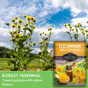 Survival Garden Seeds elecampane tall stems for vertical garden interest