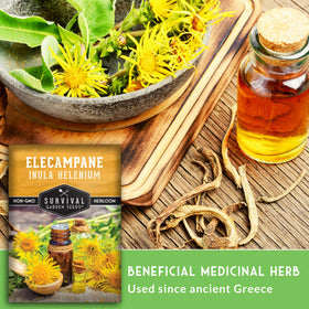 Survival Garden Seeds elecampane yellow blooms in year two add color