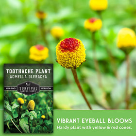 SURVIVAL GARDEN SEEDS Electric-daisy-flowers seeds brighten gardens and invite visitors with sunlit color.