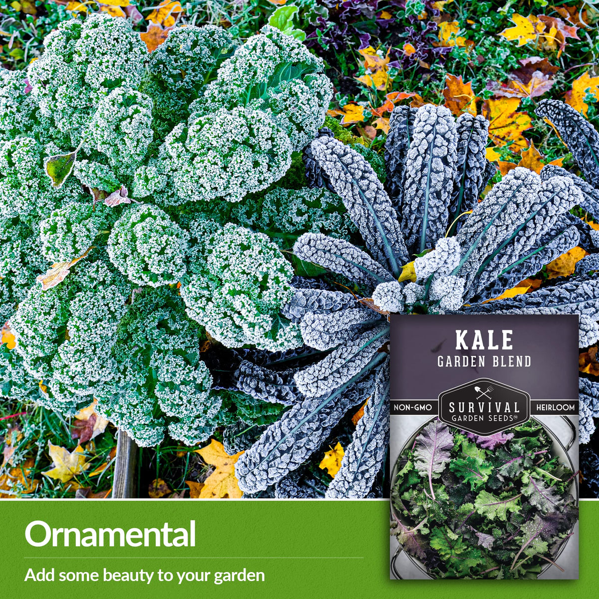 SURVIVAL GARDEN SEEDS flat kale leaves great for hearty sautéed greens