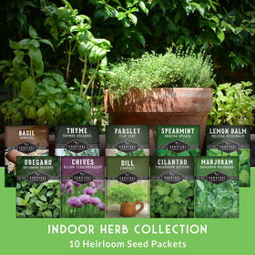SURVIVAL GARDEN SEEDS flat-leaf parsley leaves for bright garnish and vibrant dishes