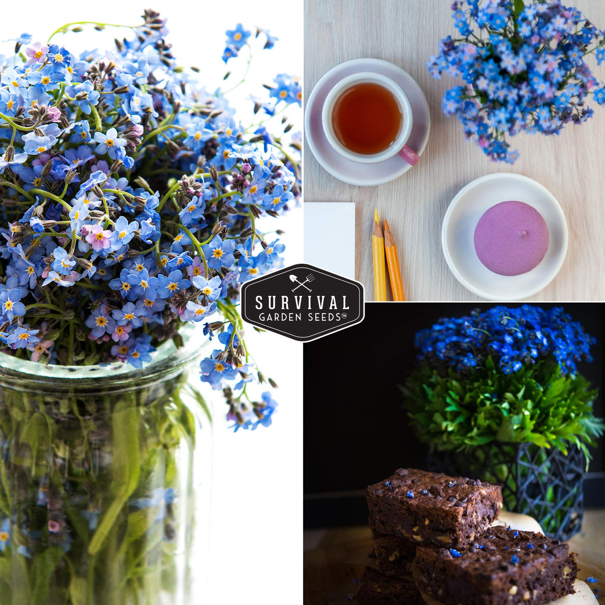 SURVIVAL GARDEN SEEDS Forget Me Not in a vase offers a long-lasting blue cut flower.