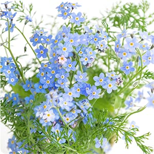 SURVIVAL GARDEN SEEDS Forget Me Not germination guides support home growing.