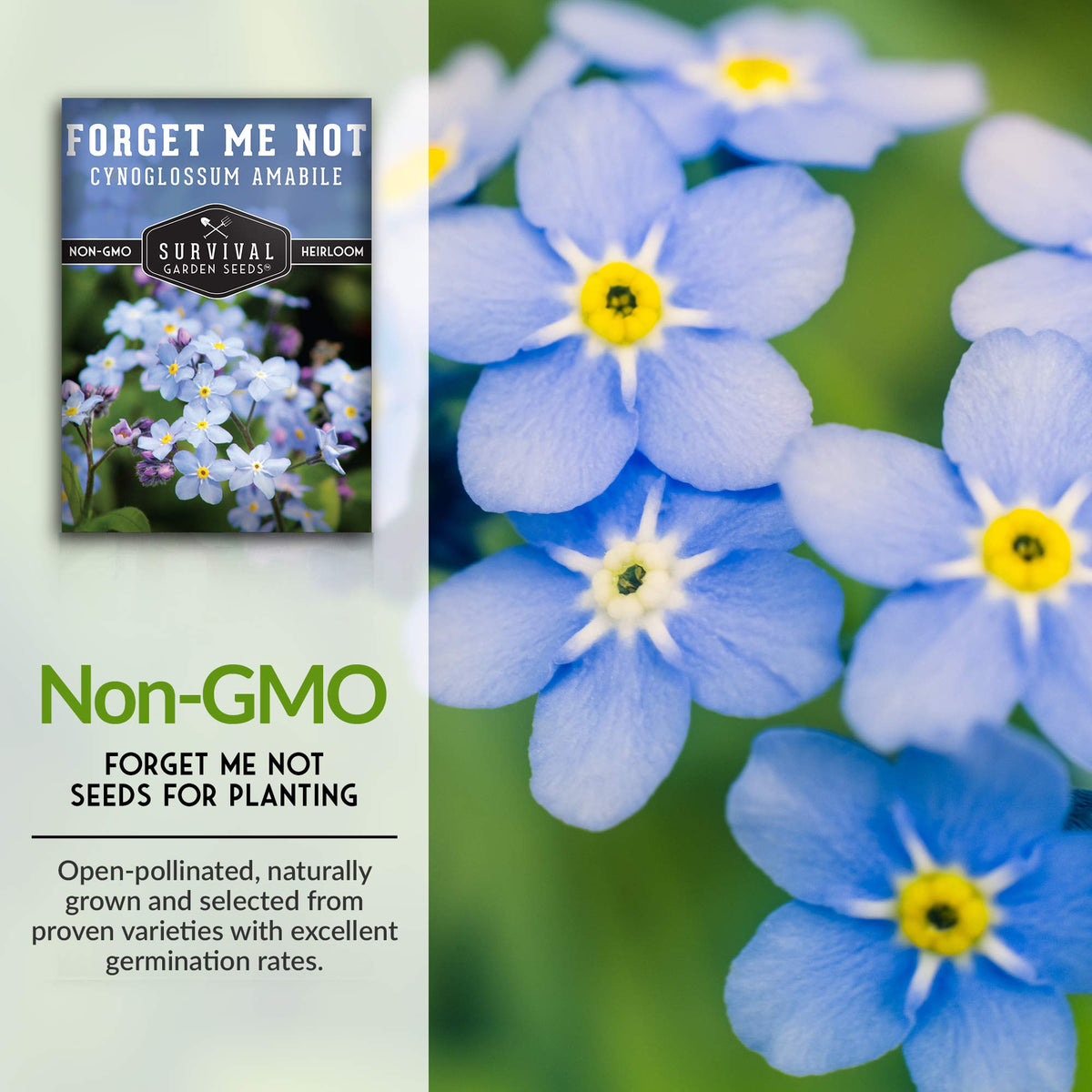 SURVIVAL GARDEN SEEDS Forget Me Not in a pot demonstrates compact growth and color.