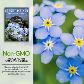 SURVIVAL GARDEN SEEDS Forget Me Not in a pot demonstrates compact growth and color.