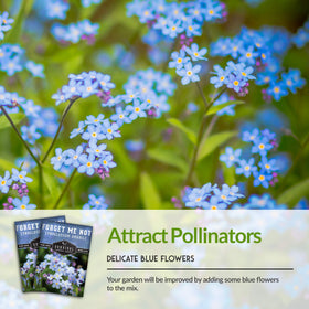 SURVIVAL GARDEN SEEDS Forget Me Not bloom close-up attracts pollinators.