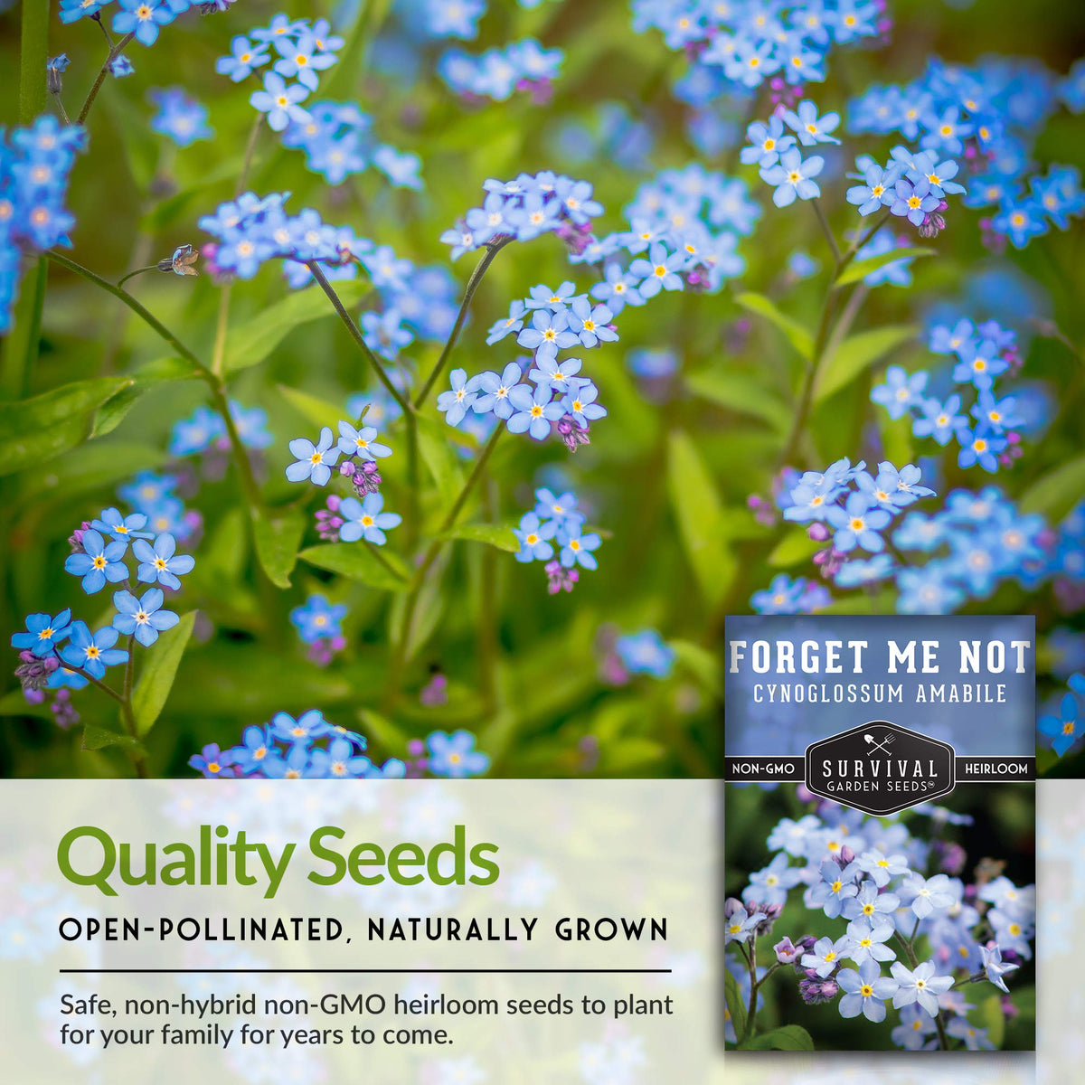 SURVIVAL GARDEN SEEDS Forget Me Not seeds stored cool and dry maintain viability.