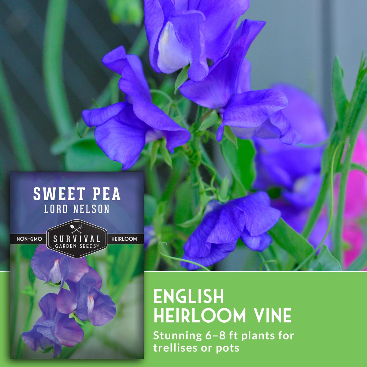 Survival Garden Seeds Lord Nelson fragrant blooms ideal for bouquets