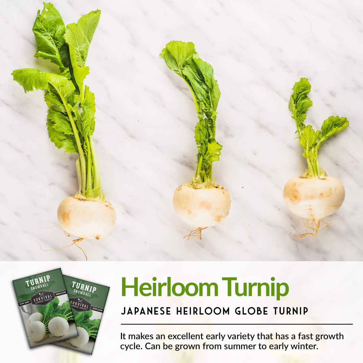 Survival Garden Seeds garden-bed planting Snowball turnips for cool-season crops.