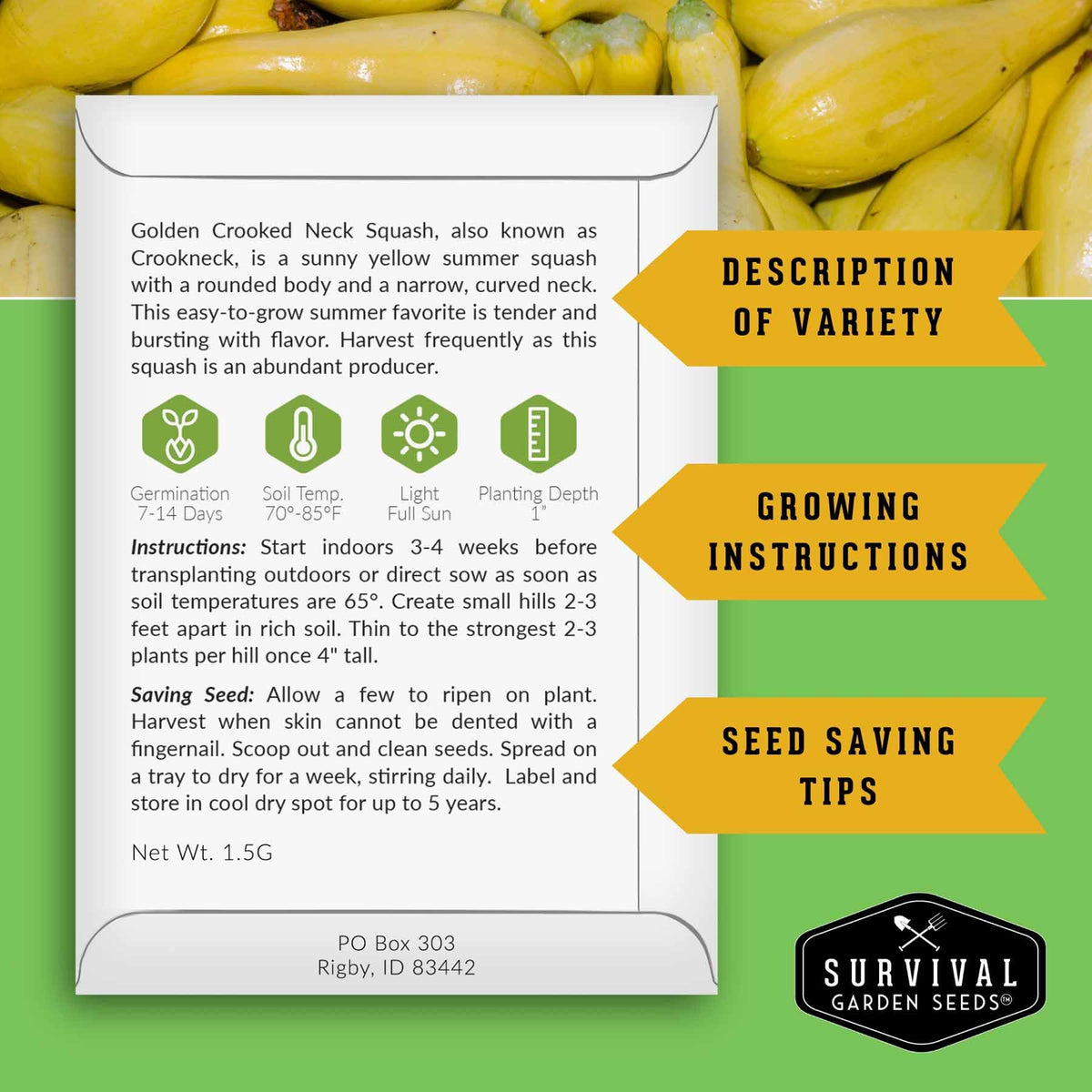 SURVIVAL GARDEN SEEDS crookneck squash on vine, ideal for fresh harvests