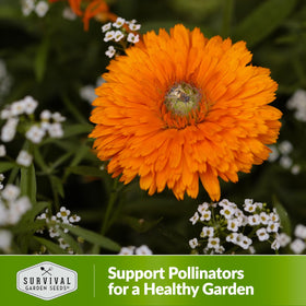 Survival Garden Seeds Greenheart Mix ideal for container or in-ground garden setups with color.