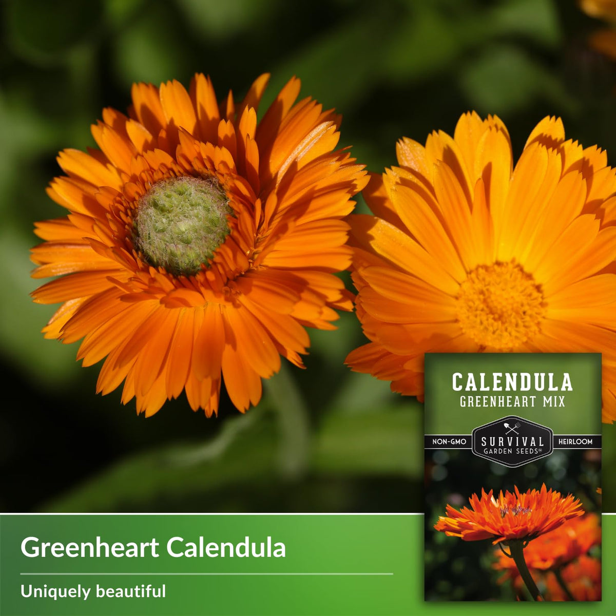 Survival Garden Seeds Greenheart Mix petals brighten salads and teas with vivid color.